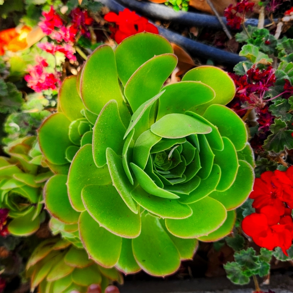 Meet your Posher, Wendy